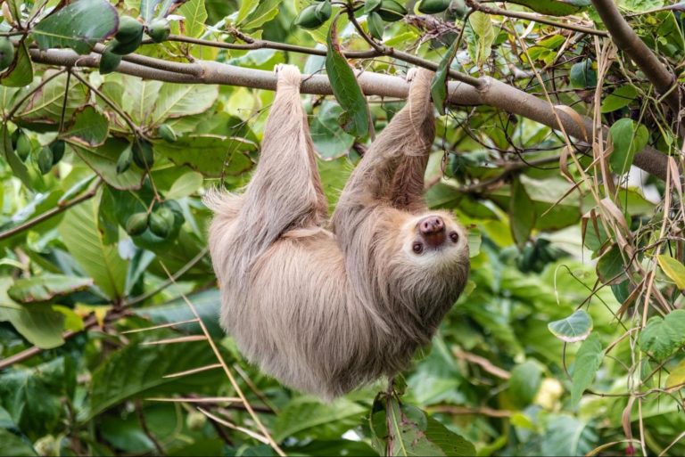 Cahuita Costa Rica Native Sloth Hanging Around