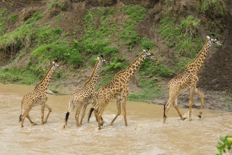 4. Masai Mara National Reserve, Kenya Family Vacation
