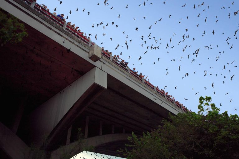 Congress Avenue Bat Bridge in Austin Texas