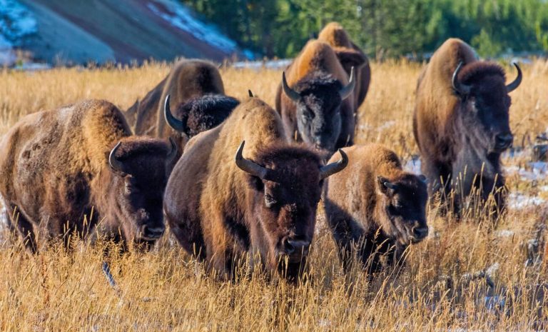 Buffalo herd traversing Yellowstone National Park
