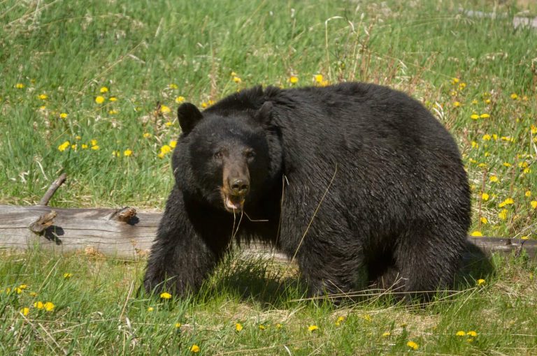 Bear Roaming Around Banff National Park